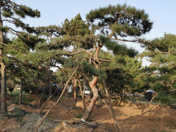 關(guān)于造型油松的移栽你應(yīng)該知道多少？